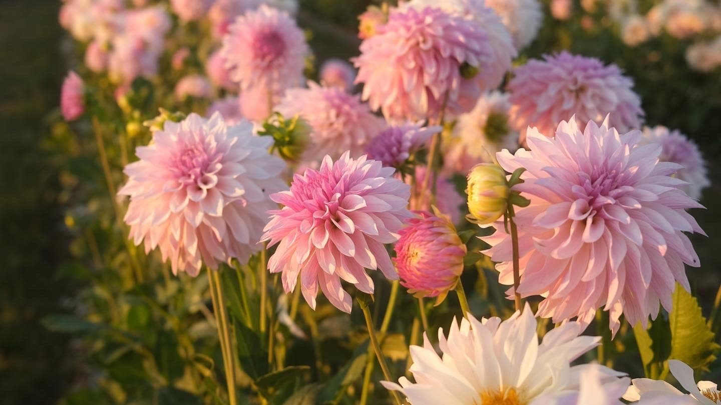 Rows of blush-pink dahlias glowing in golden evening light at a flower field
