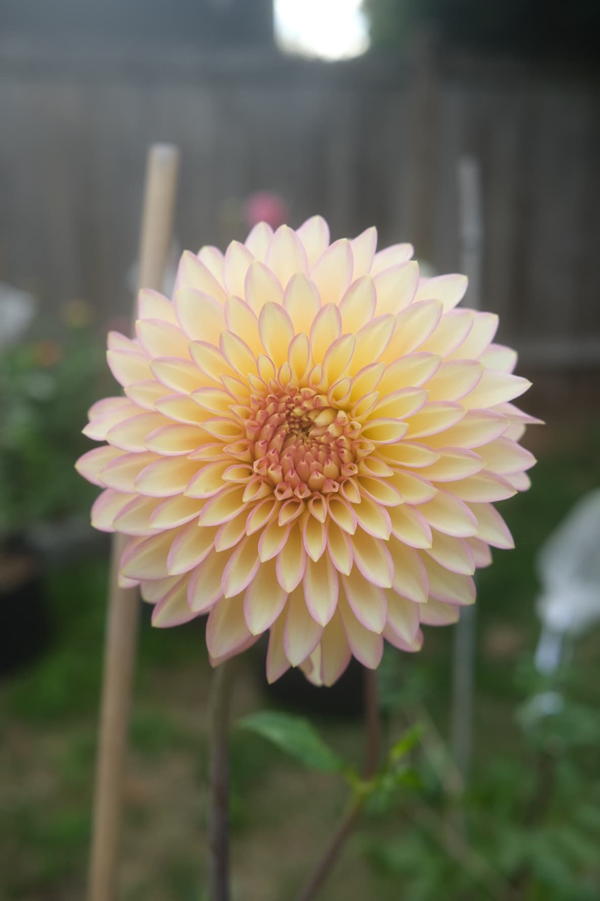 Bloomquist Blush