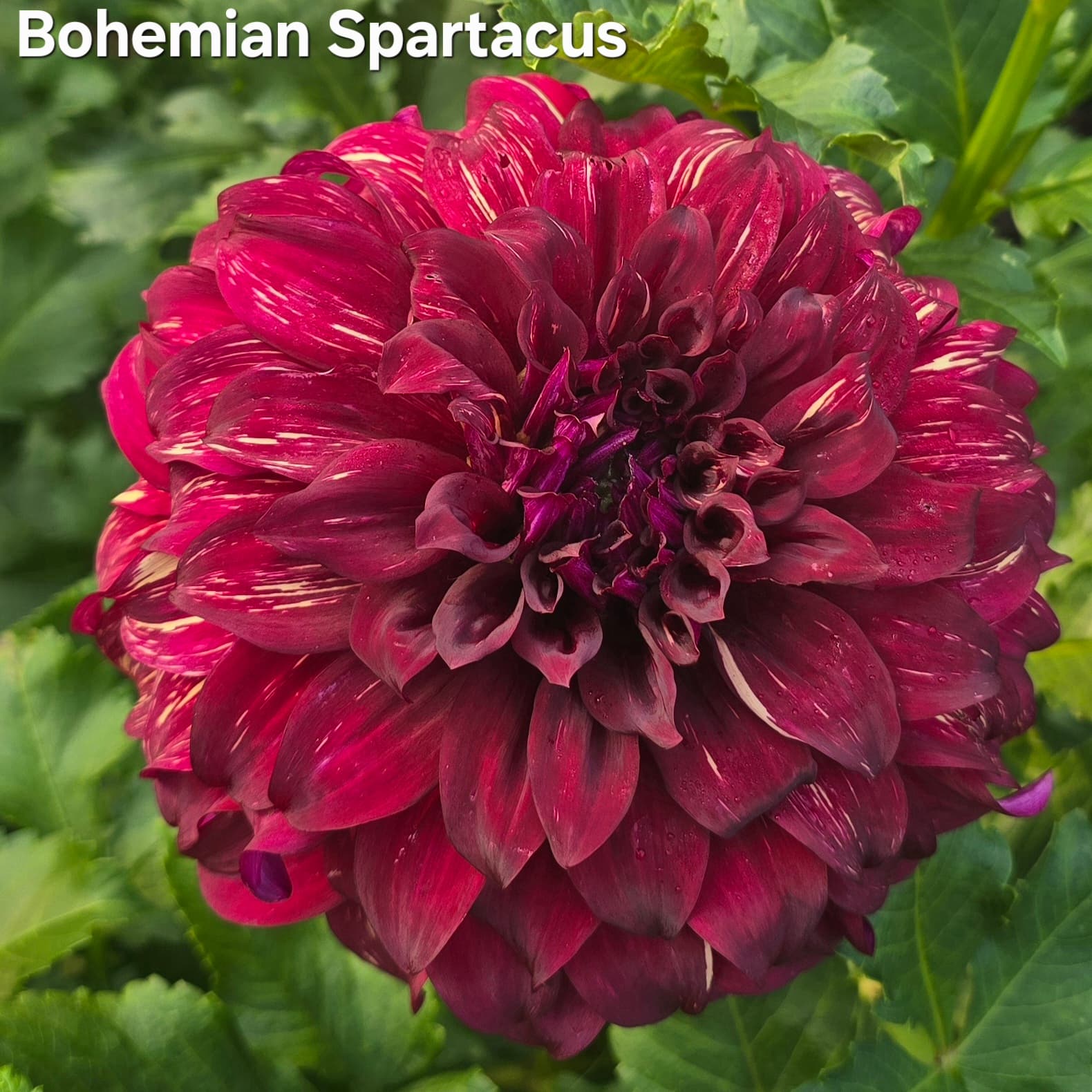 Bohemian Spartacus