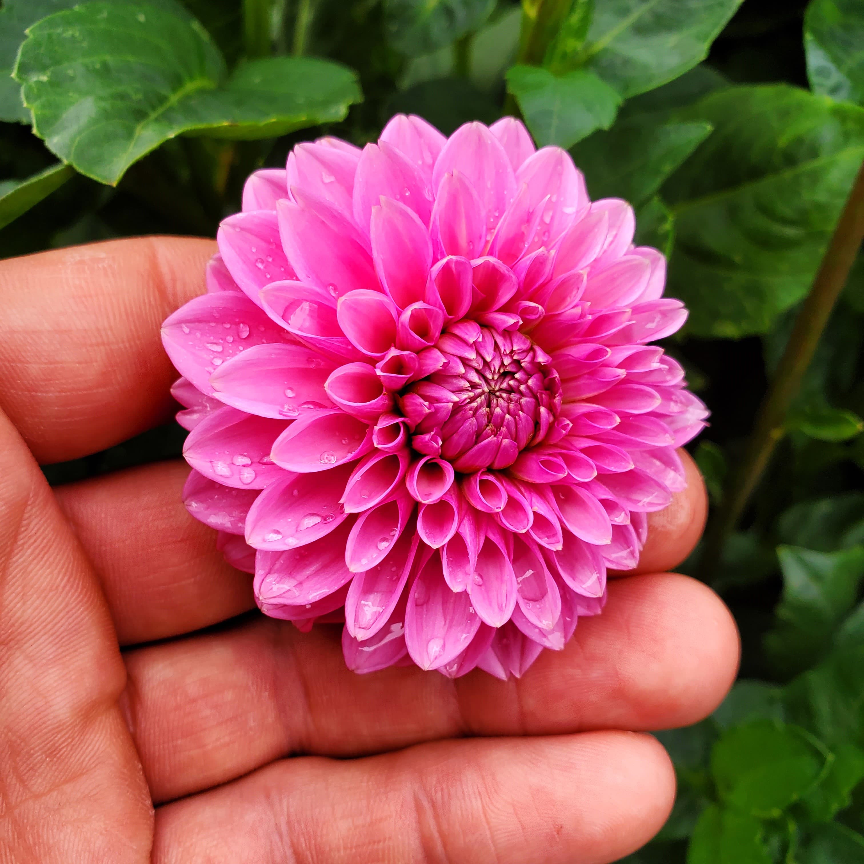 Pink Sylvia