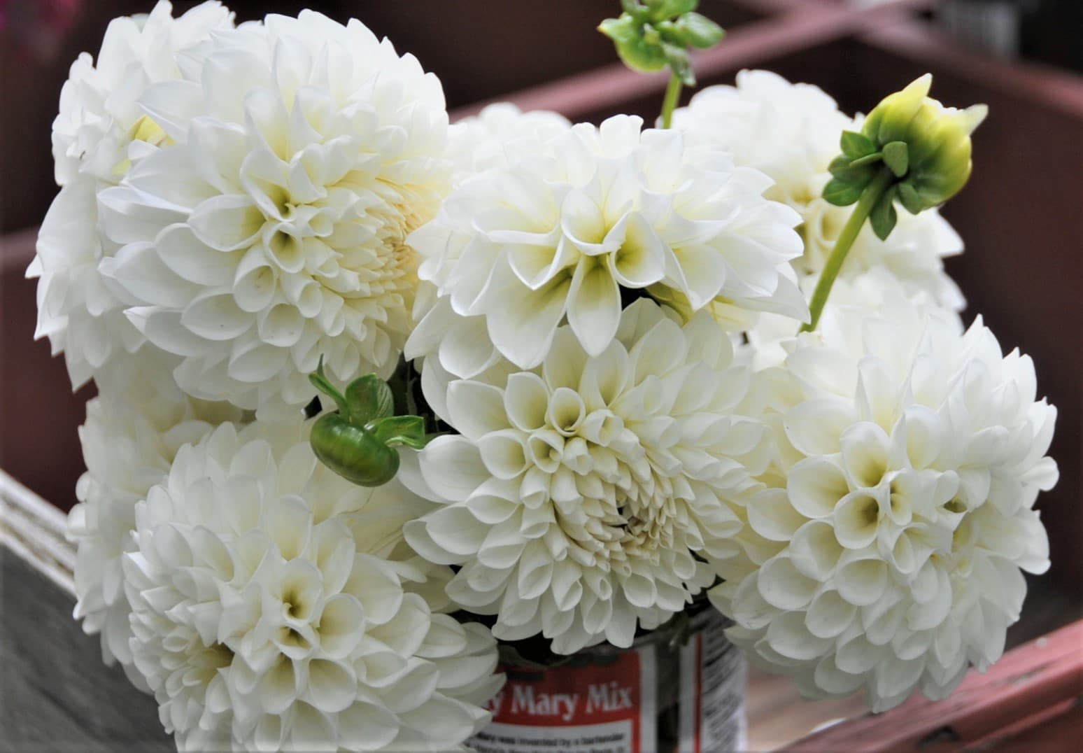 White Nettie