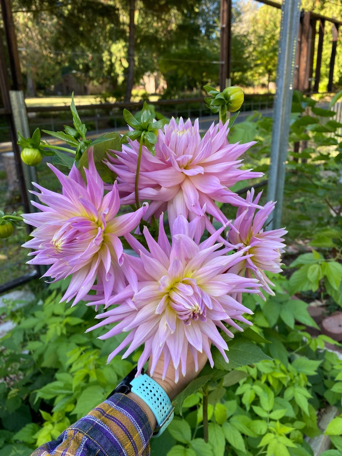 Wyn's Mauve Mist — Tuber