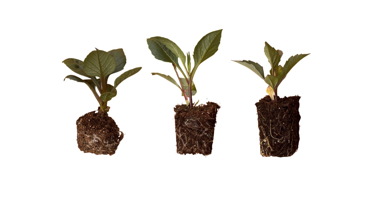 Three viable rooted dahlia cuttings with healthy roots and active top growth