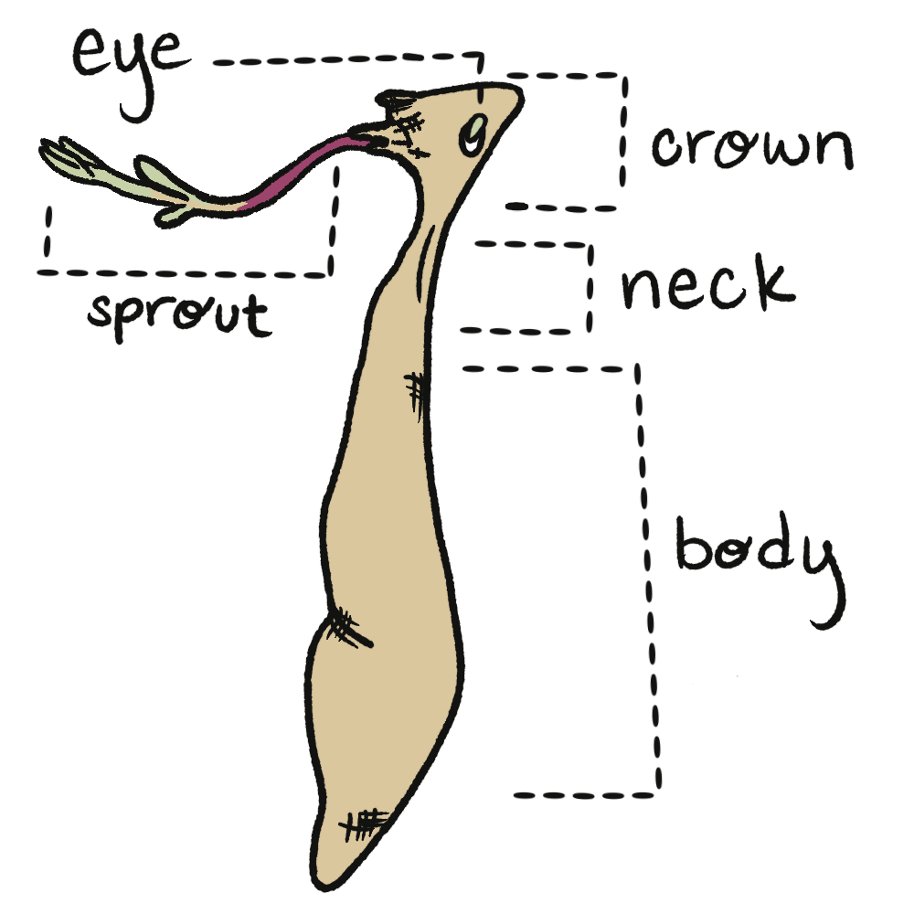 Dahlia tuber anatomy: eye with sprout, crown, neck, and body labeled
