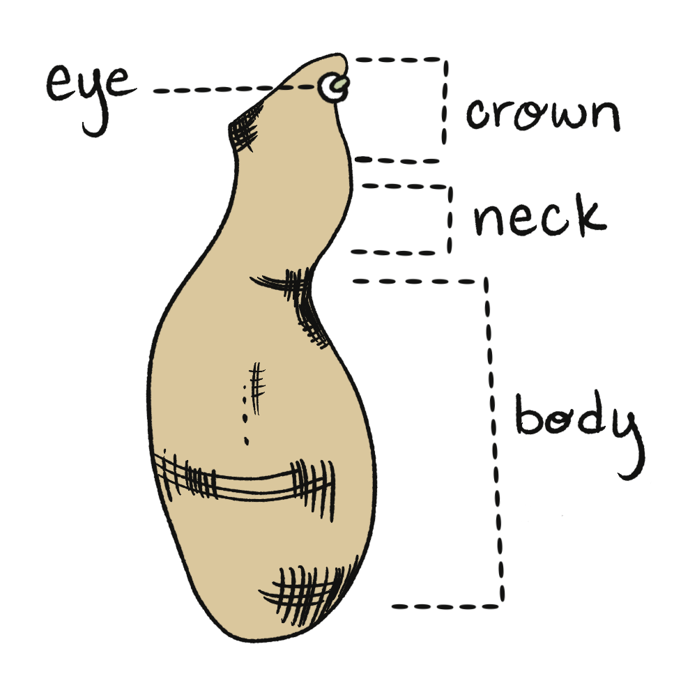 Dahlia tuber anatomy: eye, crown, neck, and body labeled