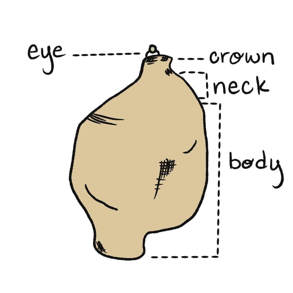 Dahlia tuber anatomy: eye, crown, neck, and body labeled